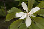 Pyramid magnolia